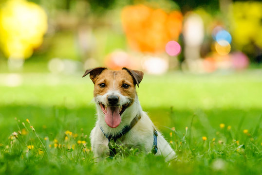 Summer bright portrait of smiling Jack Russell Terrier dog