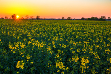 Obraz premium Sonnenuntergang Rapsfeld