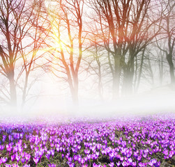 Crocuses in the fog