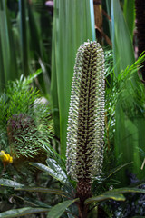 Australian native Banksia flower against green leaf background