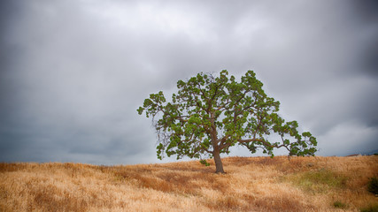 Brown Grass and Oak