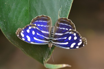 Obraz premium Cyaniris Bluewing butterfly lands in the gardens