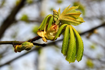 Buds and young leaves of chestnutt (lat. Castanea)