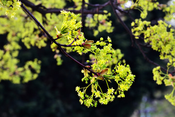 Spring. Acer negundo