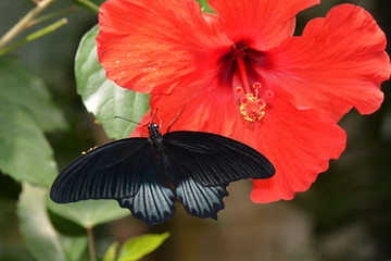 Mormon butterfly on a red hibiscus bloom