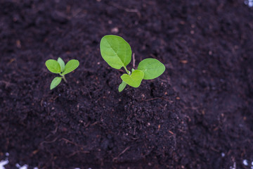 grow plant in soil vegetable for eat