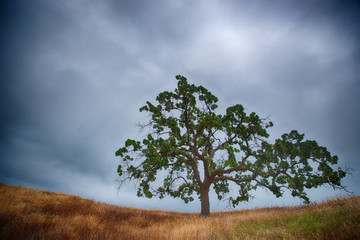 Oak Tree on a Ridge