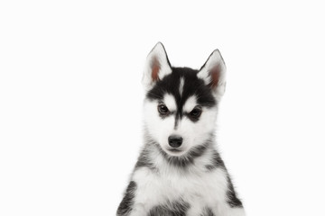 Fototapeta premium Cute little siberian husky puppy on white background