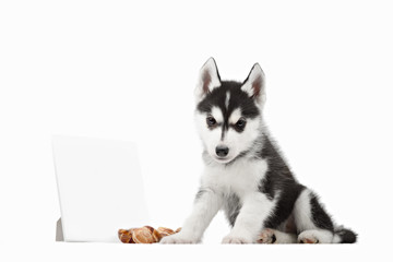Cute little siberian husky puppy on white background