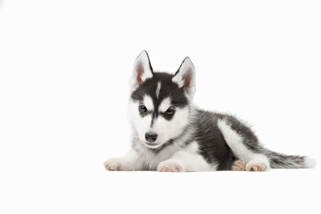Cute little siberian husky puppy on white background