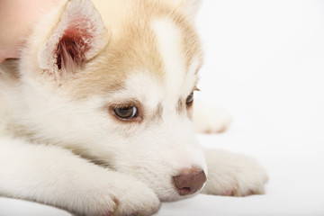 Close up on red eyes of cute siberian husky puppy
