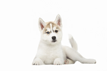 Cute little siberian husky puppy on white background