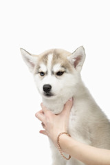 Cute little siberian husky puppy on white background