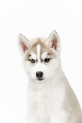 Cute little siberian husky puppy on white background