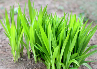 Fototapeta na wymiar spring green sprouts