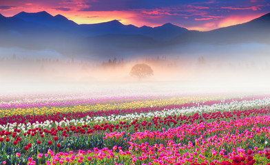Fototapeta premium Field of tulips in the fog