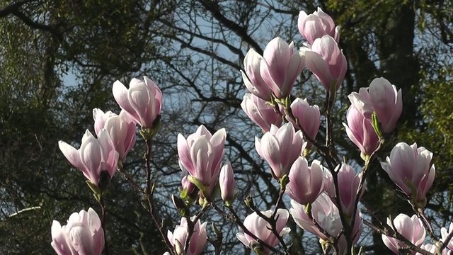 Beautiful Spring Magnolia Tree Pink Flowers Blooming in Spring 