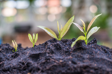 Men hand are planting the seedlings into the soil.