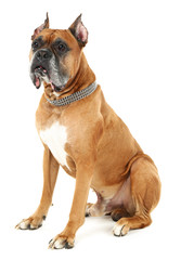 Cute dog isolated on white background