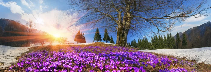 Photo sur Plexiglas Crocus Fleurs de neige - Crocus