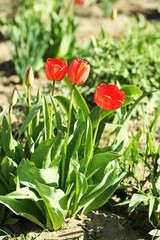 Beautiful tulips, outdoors