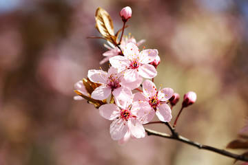 Fototapeta na wymiar Cherry blossoms over blurred nature background, close up
