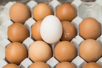 Eggs in the package