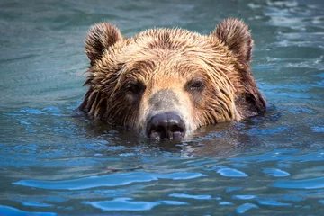 Fototapeten Brown Bear swimming in a river © mandritoiu