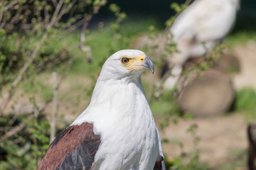 águila