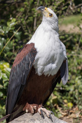 águila