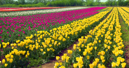 flowering time beautiful garden flowers tulips