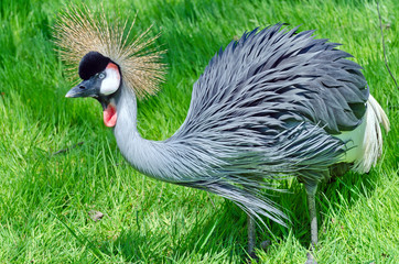 Fototapeta premium Crowned Crane