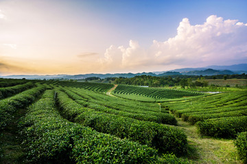 Tea plantation landscape