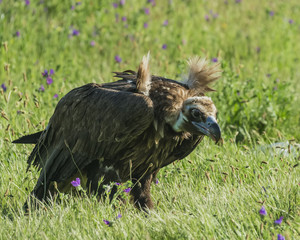 black vulture