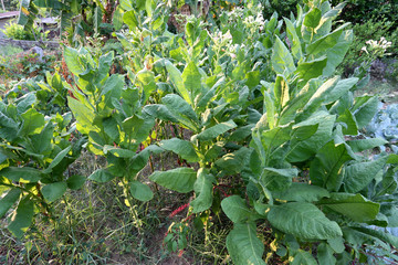 tobacco leaf in the plantation.