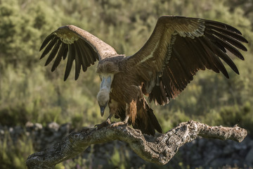 griffon vulture