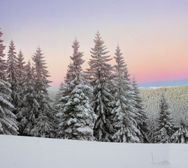 Ukrainian Carpathians snowy forest