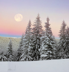 Fototapeta premium Ukrainian Carpathians snowy forest