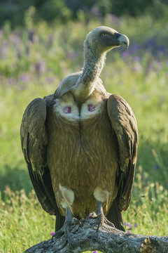 grifon vulture