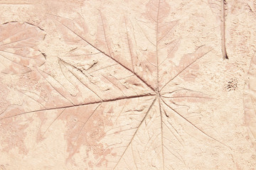 Marks of leaf on the concrete