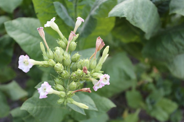 tobacco leaf in the plantation.