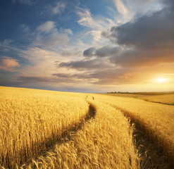 Fototapeta na wymiar Meadow of wheat.