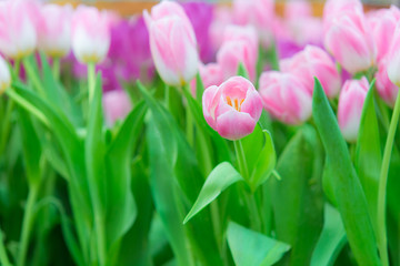 Beautiful colorful Tulip flower