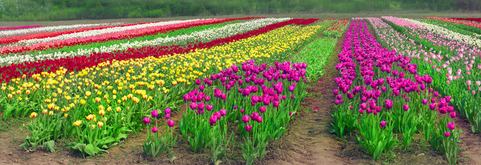 flowering time beautiful garden flowers tulips