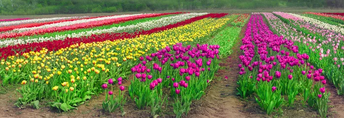 Crédence de cuisine en verre imprimé Tulipe période de floraison beau jardin fleurs tulipes
