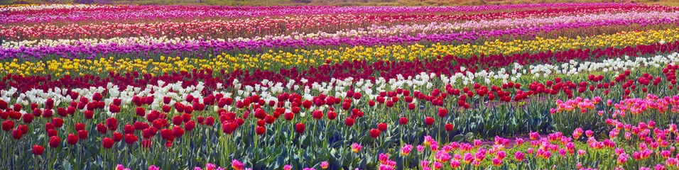 Fotobehang Tulp bloeitijd mooie tuin bloemen tulpen
