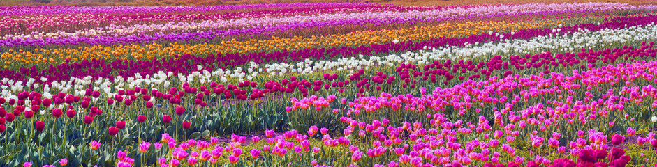 période de floraison beau jardin fleurs tulipes