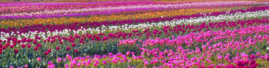 Abwaschbare Fototapete Tulpe flowering time beautiful garden flowers tulips