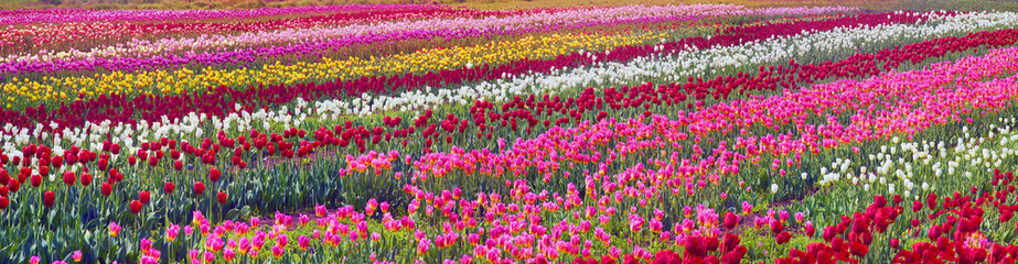 Fototapeta premium flowering time beautiful garden flowers tulips