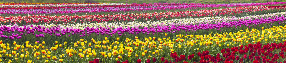 Obraz premium flowering time beautiful garden flowers tulips